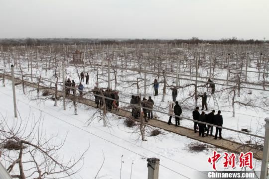 黄陵县隆坊镇的果农专业合作社果园。 田进 摄 黄陵县隆坊镇的果农专业合作社果园。 田进 摄
