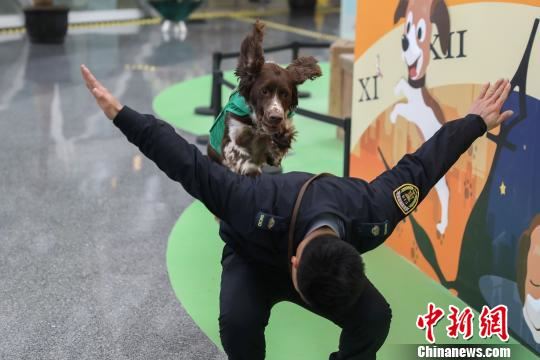 萌狗“布丁” 孙乐琦 摄 萌狗“布丁” 孙乐琦 摄