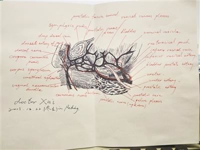 徐国良绘制的外科解剖图 点击进入下一页