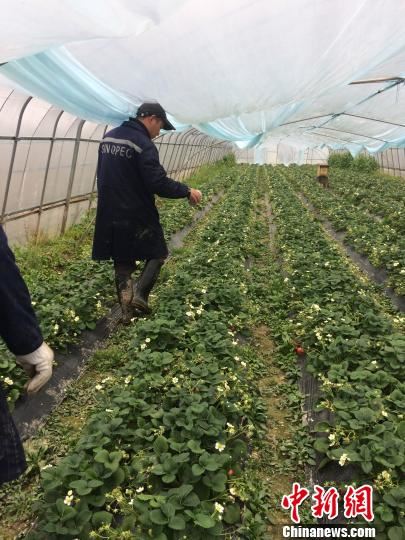 图为草莓大棚。受访者提供 图为草莓大棚。受访者提供