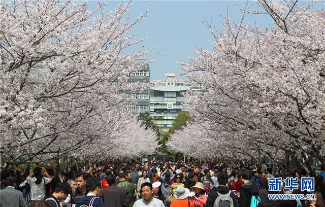 (环境)(1)上海:校园樱花盛放
