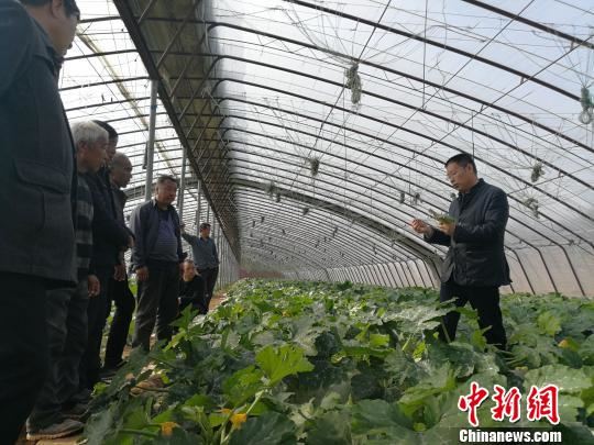 宋德明(左三)是个勤快人,一直按照袁有智的叮嘱严格管理,其蔬菜大棚在村里的十几个大棚里算是佼佼者。 郭跃飞 摄 宋德明(左三)是个勤快人,一直按照袁有智的叮嘱严格管理,其蔬菜大棚在村里的十几个大棚里算是佼佼者。 郭跃飞 摄