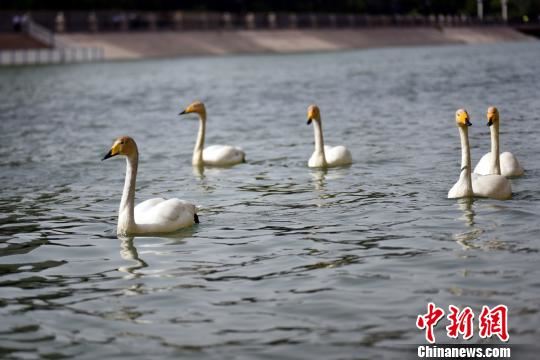 四月底五月初这个季节天鹅飞临库尔勒很少见。 汪涛 摄 四月底五月初这个季节天鹅飞临库尔勒很少见。 汪涛 摄