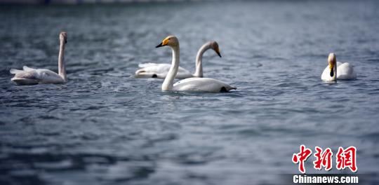 嬉戏的天鹅。 汪涛 摄 嬉戏的天鹅。 汪涛 摄