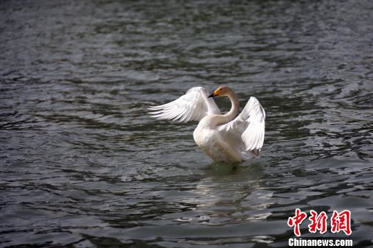 天鹅欲“振翅高翔”。 汪涛 摄 天鹅欲“振翅高翔”。 汪涛 摄