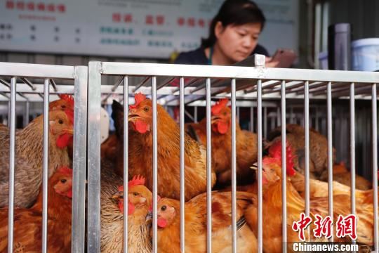 永昌华池菜市场恢复活禽交易。 殷立勤 摄 永昌华池菜市场恢复活禽交易。 殷立勤 摄