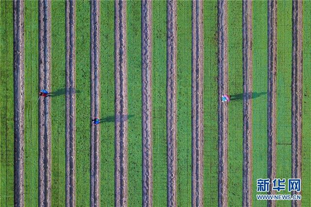 #(经济)(1)初夏农事忙