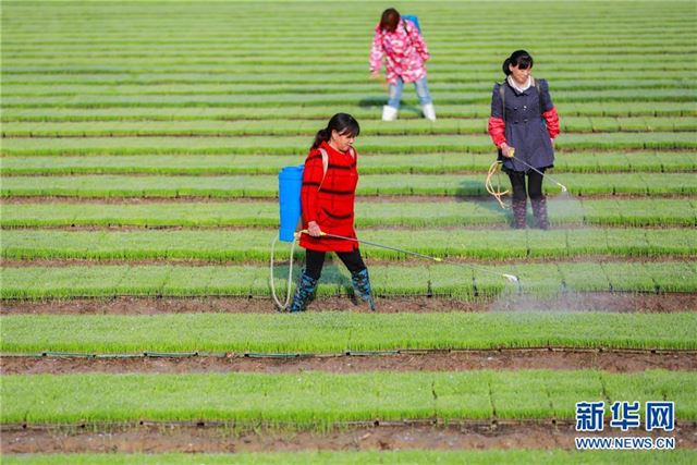 #(经济)(2)初夏农事忙