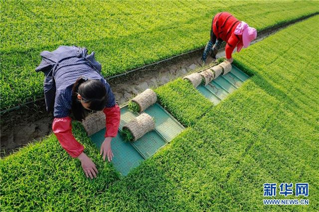 #(经济)(3)初夏农事忙