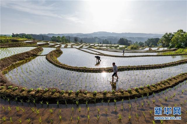 #(经济)(7)初夏农事忙
