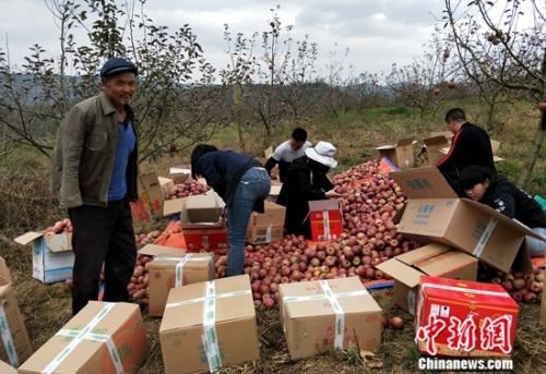 2017年,锅底村丰收的”丑苹果“正在打包装。 点击进入下一页
