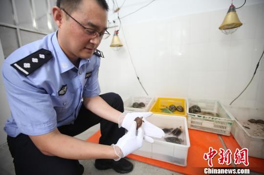 广州海关查获的走私百色闭壳龟 刘燚燊 摄 广州海关查获的走私百色闭壳龟 刘燚燊 摄
