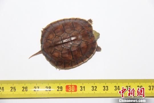 广州海关查获的活体动物 关悦 摄 广州海关查获的活体动物 关悦 摄