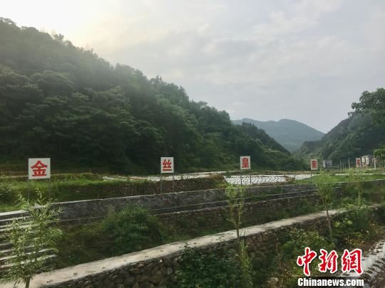 龙池镇金丝皇菊基地。 张文绞 摄 龙池镇金丝皇菊基地。 张文绞 摄