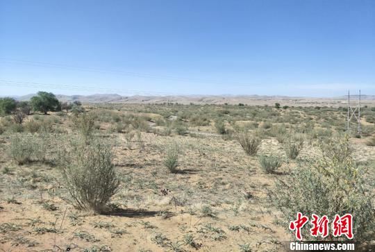 甘肃古浪治沙人三十载坚守:练就独特妙法成“土专家”