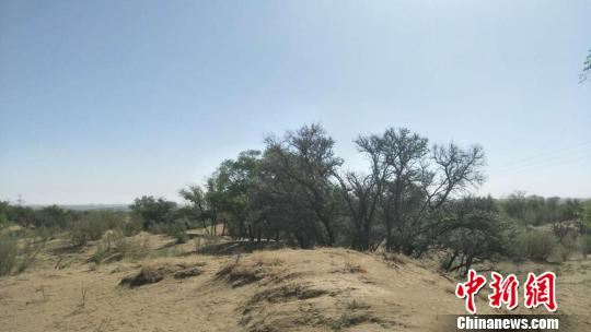 图为八步沙林场。 刘玉桃 摄 图为八步沙林场。 刘玉桃 摄