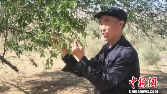 图为古浪县八步沙林场场长郭万刚,第二代治沙人。 刘玉桃 摄 图为古浪县八步沙林场场长郭万刚,第二代治沙人。 刘玉桃 摄