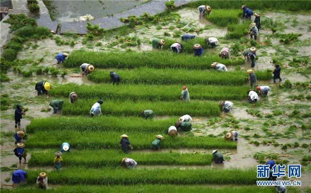 #(经济)(4)芒种近 农事忙