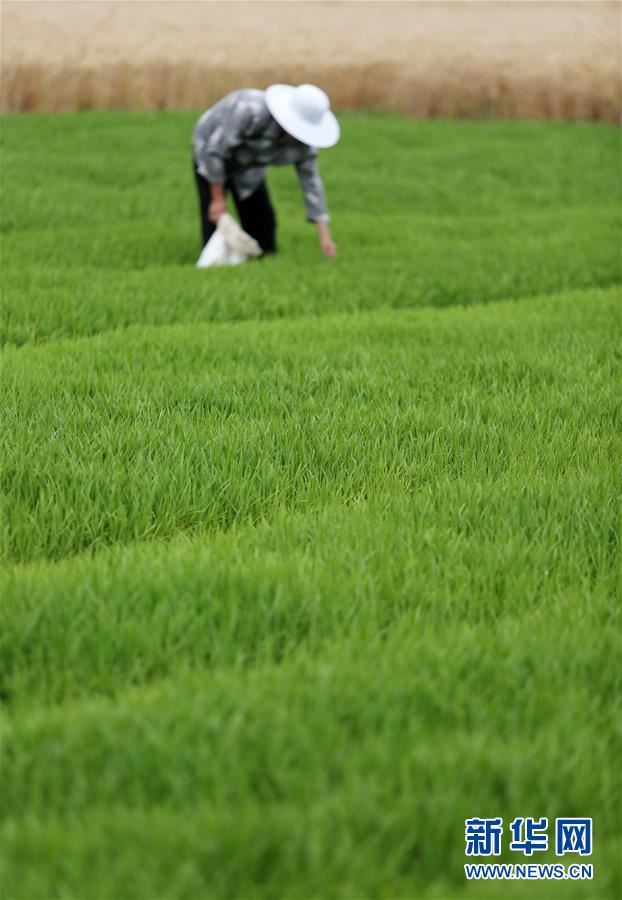 #(经济)(5)芒种近 农事忙