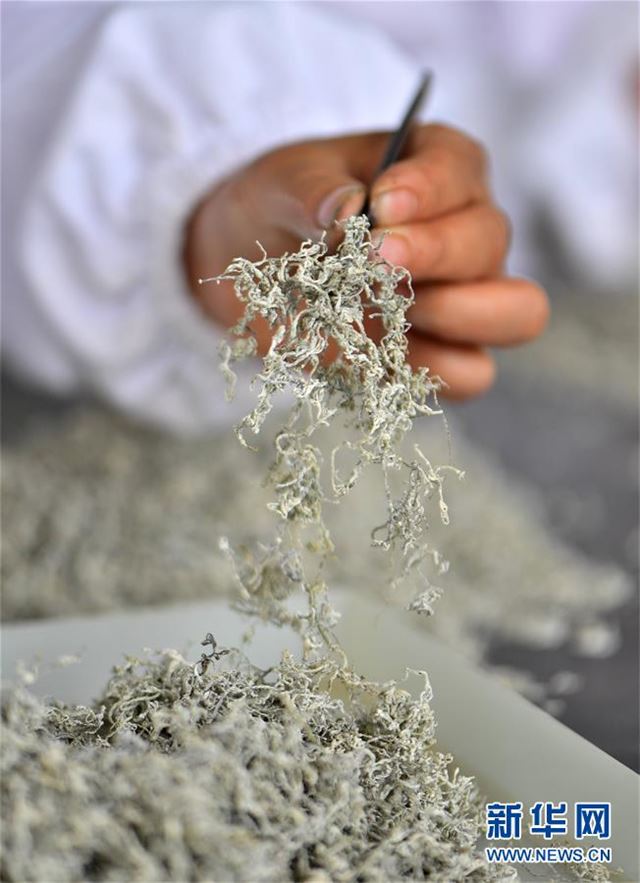 #(经济)(1)藤茶富茶农