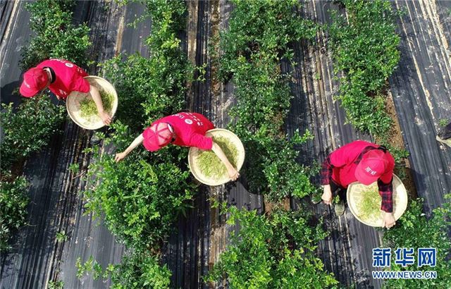 #(经济)(4)藤茶富茶农