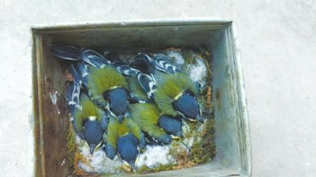 在景区垃圾桶里孵出的雏鸟羽翼渐丰。 点击进入下一页