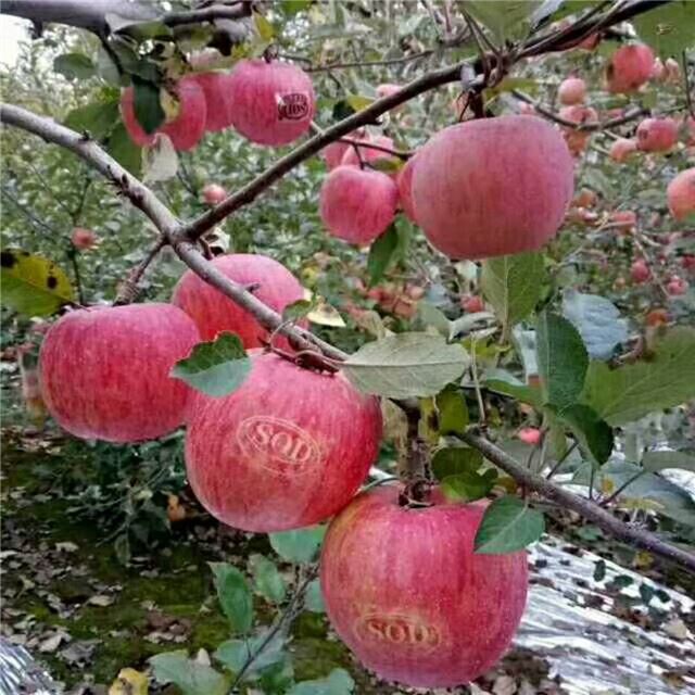 13194216355394274_64.jpg 13194216355394274_64.jpg