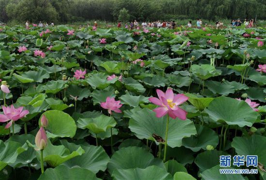 (环境)(2)河北唐山:南湖夏日荷花相映红