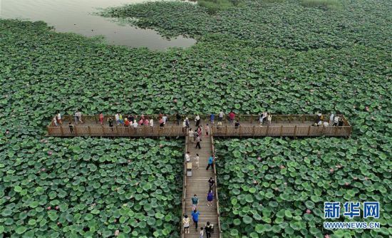 (环境)(3)河北唐山:南湖夏日荷花相映红