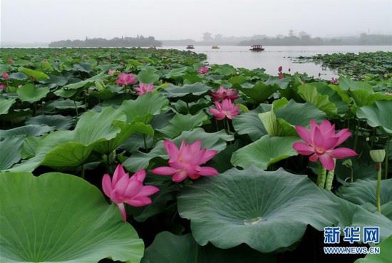 (环境)(4)河北唐山:南湖夏日荷花相映红