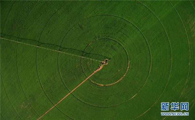 (经济)(3)“水龙”田间洒雨露 节水灌溉润粮川