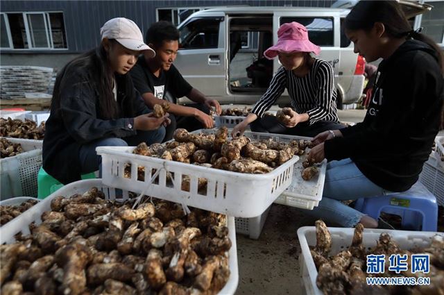 (经济)(2)又是松茸丰收季
