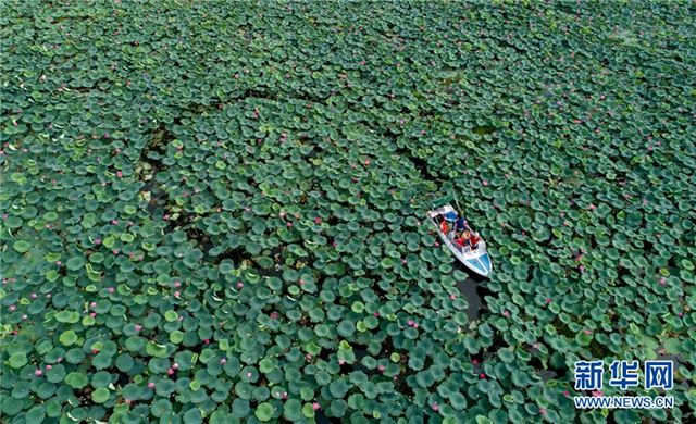 (美丽中国)(1)看今日洪湖:鸥鸟翔集 万荷飘香
