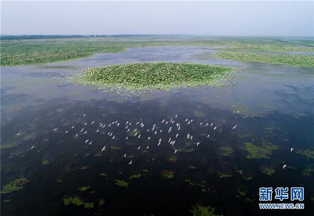 (美丽中国)(2)看今日洪湖:鸥鸟翔集 万荷飘香