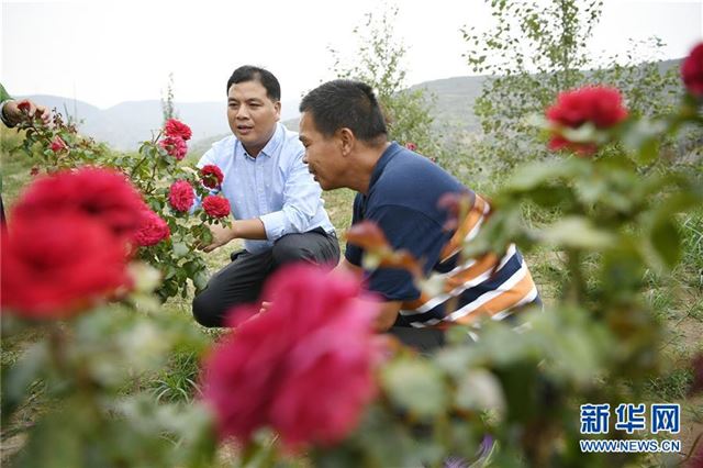 (宁夏60年)(1)宁夏固原:闽宁协作 科技富民