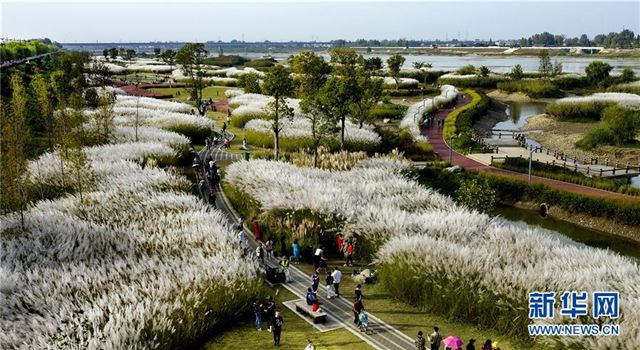 （美丽中国）（3）汉江湿地秋意浓 芦花荻荻醉游人