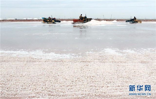 #（经济）（1）山东无棣：喜收秋盐