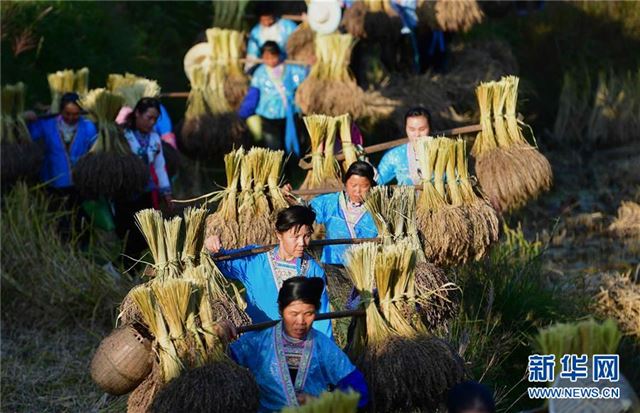 (丰收的味道)(2)香糯飘香大苗山