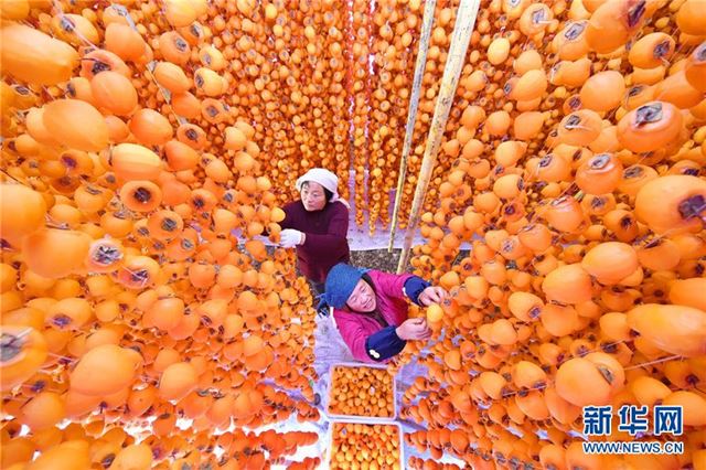 #(经济)(1)山东沂源:深秋柿子加工忙