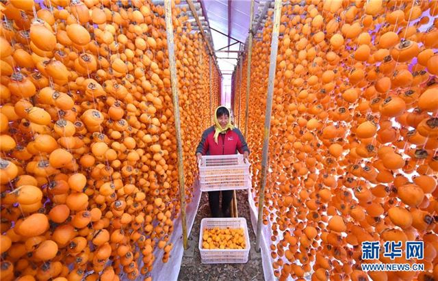 #(经济)(3)山东沂源:深秋柿子加工忙