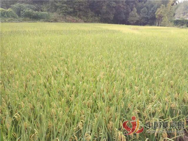 23144665892244776_28.jpg 23144665892244776_28.jpg