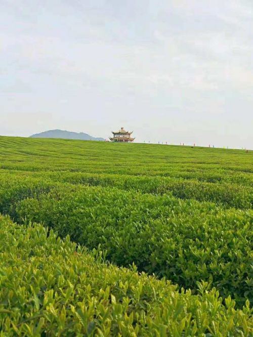 微信图片_20181129130658