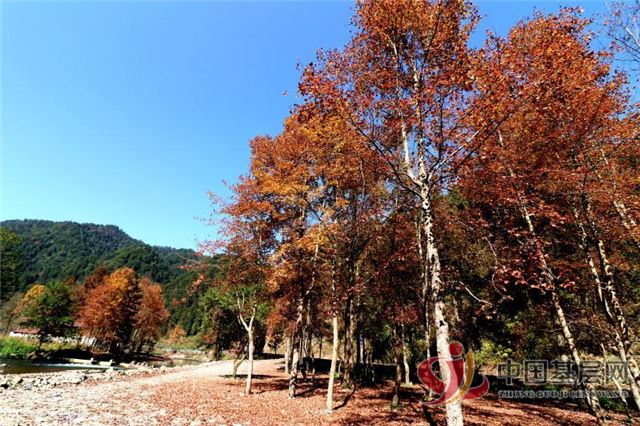 08491515863103516_72.jpg 08491515863103516_72.jpg