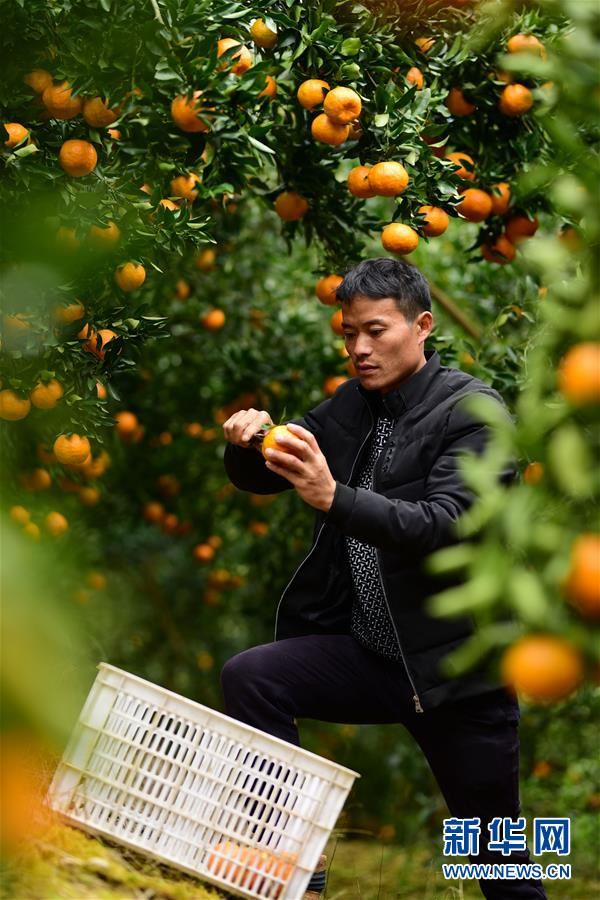 #(经济)(2)贵州丹寨:“椪柑村”里说丰年