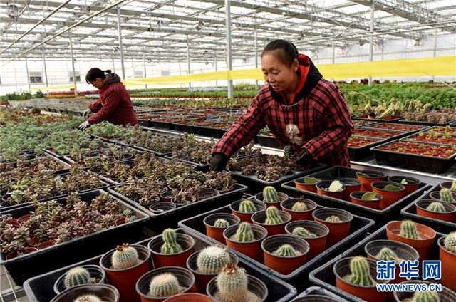 (经济)(1)河北南和:打造现代农业园区 农民变身“产业工人”