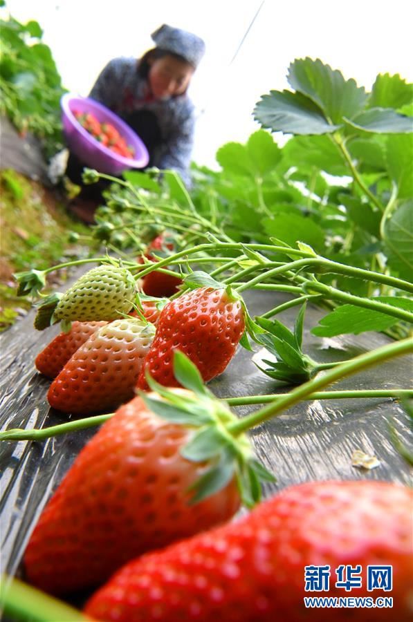 #(图片故事)(1)“草莓姐”的“莓”丽事业