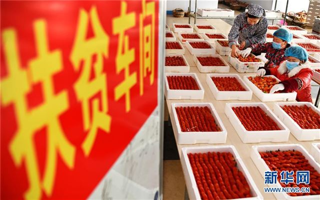 #(图片故事)(2)“草莓姐”的“莓”丽事业