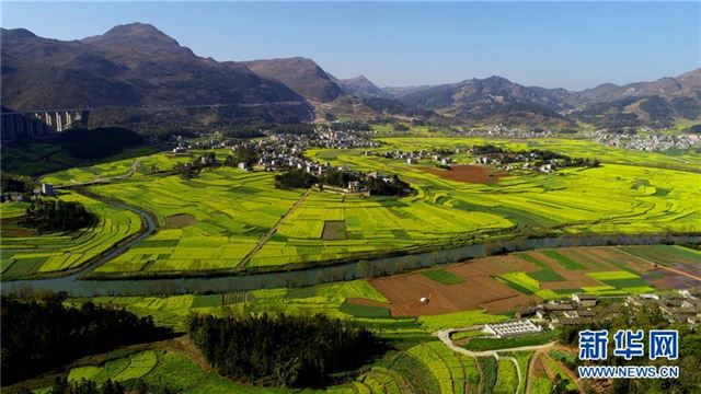 #(环境)(3)云南罗平:油菜花开春意浓