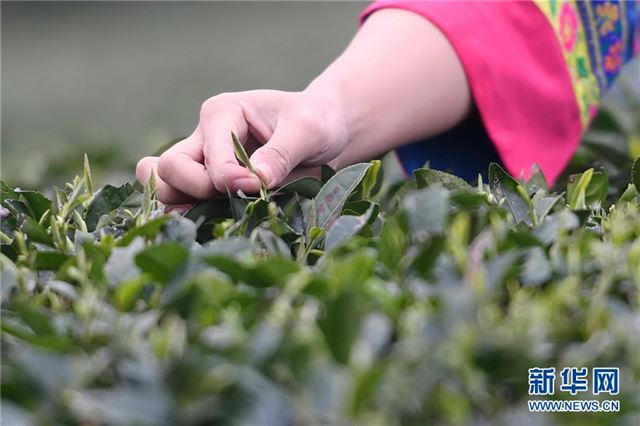 (社会)(2)福鼎茶乡迎来白茶开茶季