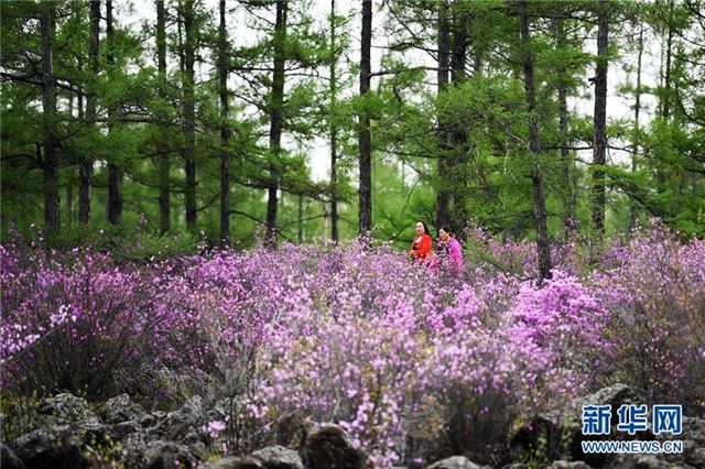 (环境)(3)杜鹃花海迎客来